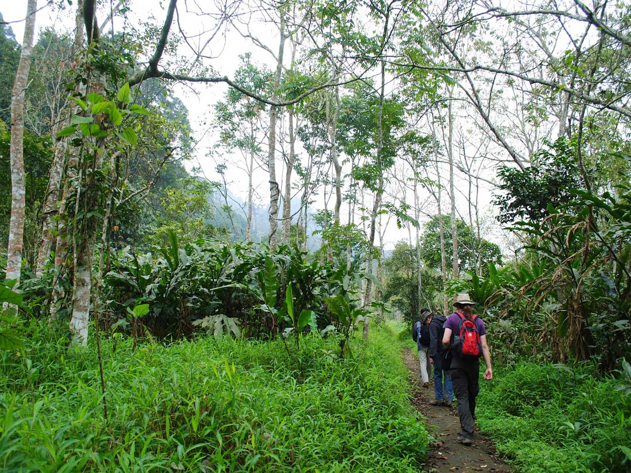 Cuc Phuong Forest