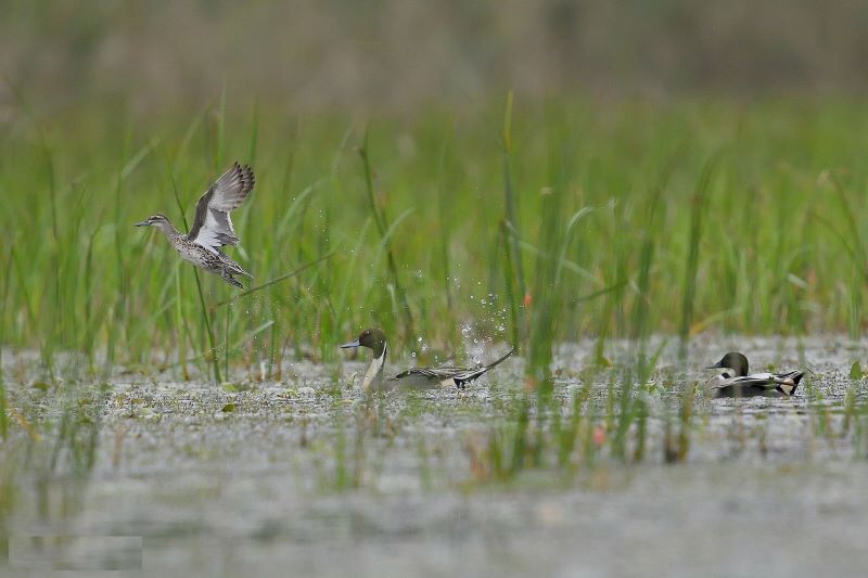 van-long-lagoon-7