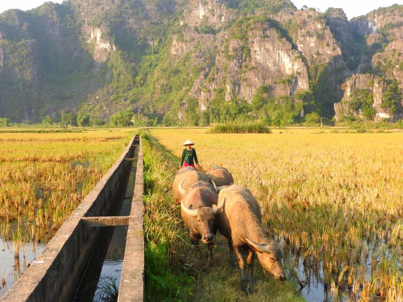 ninh-binh’s-stunning-rice-fields-2